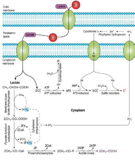 The model of the dissimilatory sulfate reduction in intestinal ...