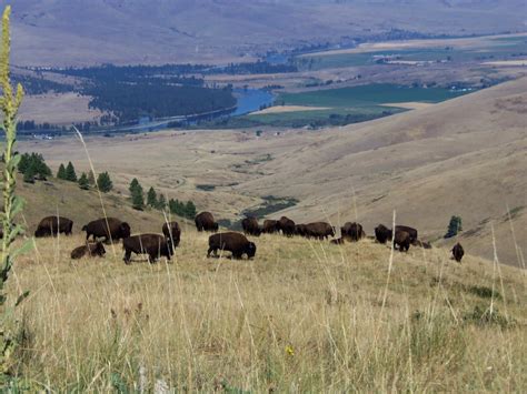 Buffalo Herd, National Bison Reserve, Moiese, Montana | Flickr