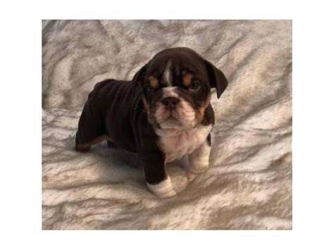 Olde English Bulldog mix puppies for sale Fresno - Puppies for Sale Near Me