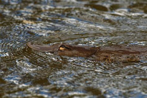 Platypus Swimming Underwater Stock Photos, Pictures & Royalty-Free Images - iStock