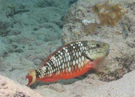 Stoplight Parrotfish/Sparisoma viride