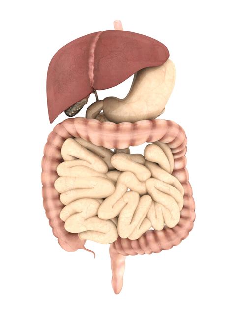 Diagram of the Digestive System And an Explanation of its Working ...