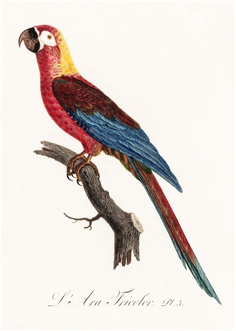 Cuban Macaw, Ara tricolor from Natural History of Parrots (1801—1805 ...