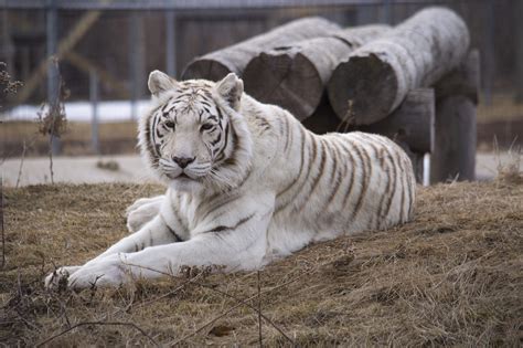 The Wildcat Sanctuary speaks out against barbaric white tiger breeding