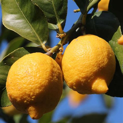 Lemon tree - pruning, caring for and harvesting lemons