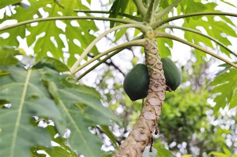 How to Make Papaya Leaf Tea - A Short and Sweet Guide