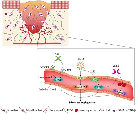 Stages of new capillary formation during wound healing (extracellular... | Download Scientific ...