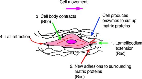 3 A model for the different steps of cell migration. A migrating cell ...