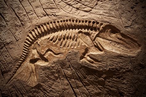 The Popular, Lucrative, and Legally Questionable Fossil Trade | JSTOR Daily