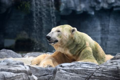 Inuka, first polar bear born in the tropics, is put down - The Scoop