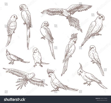 Pencil Drawing Parrot Photos, Images & Pictures | Shutterstock