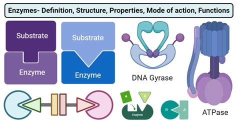 Enzymes: Structure, Types, Mechanism, Functions