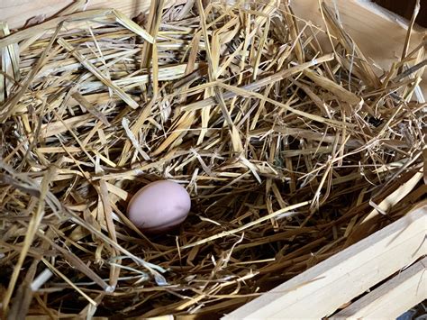 Preparing a Chicken Coop for Laying Hens - The Country Wren's Nest