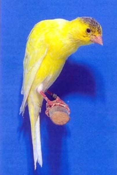 Chant oiseaux canari - plorataylor