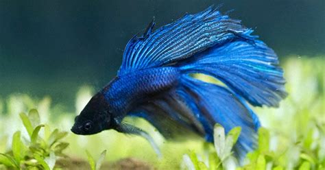 How to Setup a Betta Tank – A Short Beginner’s Guide