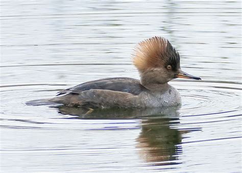 Hooded Merganser | BirdNote