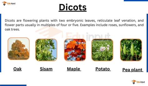 Dicots-Definition, Examples, Leaf and Root Morphology