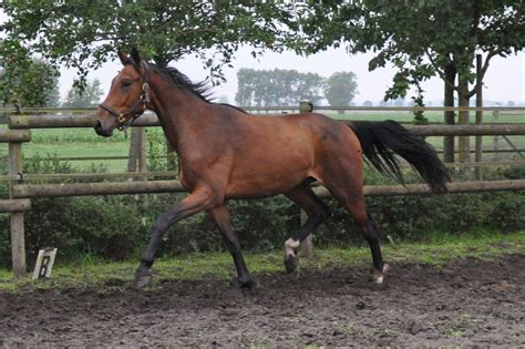 Paardenfokkerij | Warmblood horses, Horses, Pretty horses