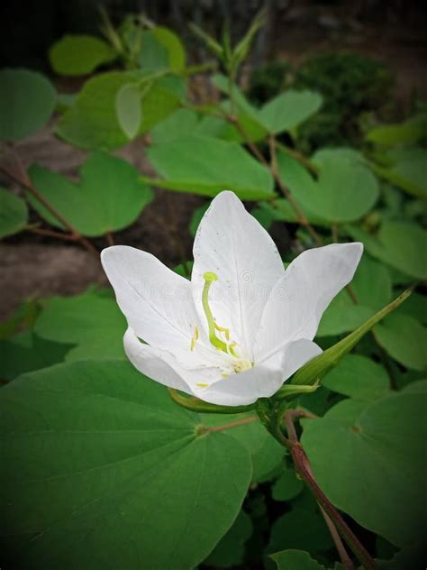 White Kanchan Flower on Wet Rocks. it is Also Known As Snowy Orchid and ...