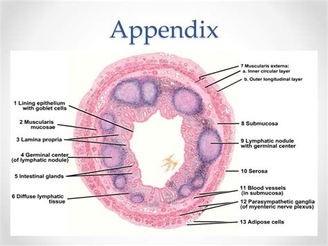 Histology of gastrointestinal tract