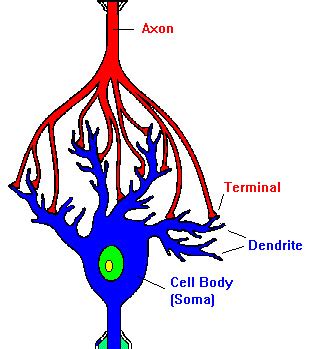 Neuroscience for Kids - Brain Plasticity