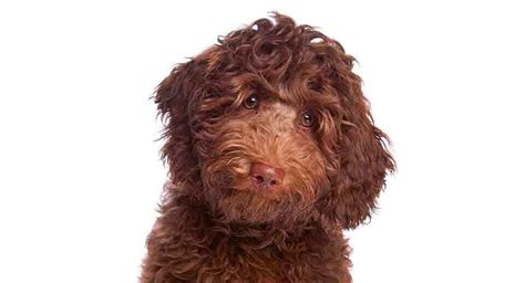 Chocolate Labradoodle Guide - Getting To Know Your Brown Doodle Dog!