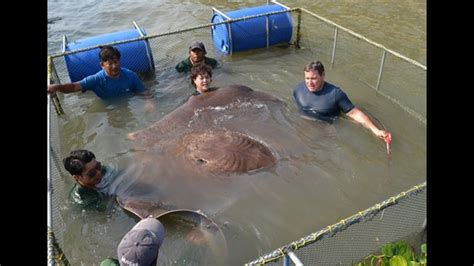 Giant stingray caught in Thailand | 11alive.com