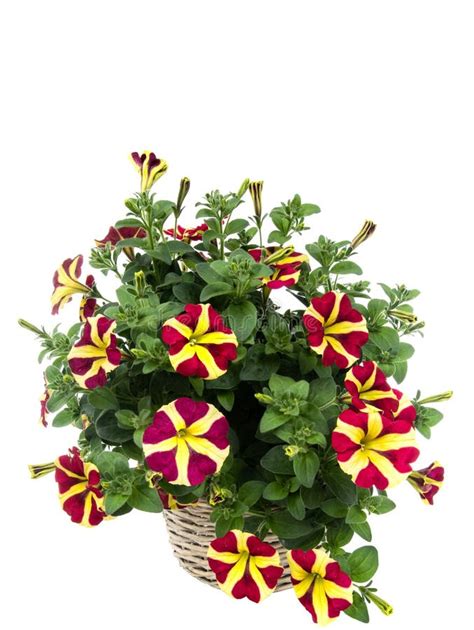 Red and Yellow Petunias Bouquet Isolated on Whitd Stock Photo - Image of branches, leaf: 204797604