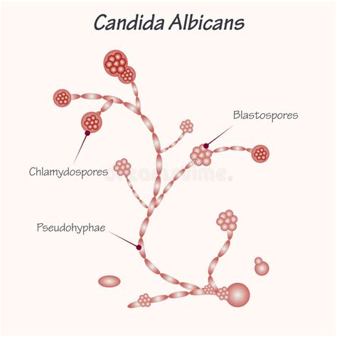 Candida Albicans Drawing