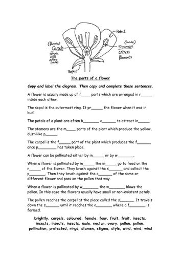 Parts of a Flower | Teaching Resources