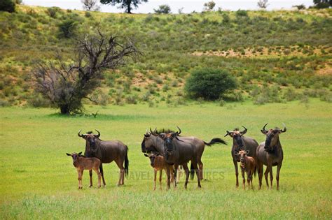 travel4pictures | herd of blue wildebeest, KTP 2011