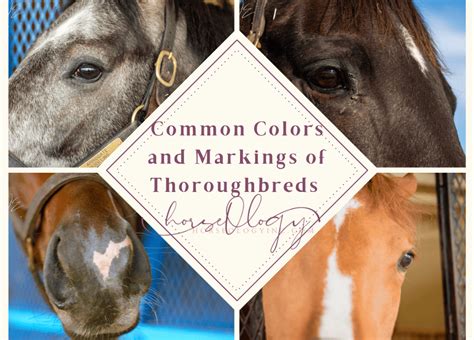 Thoroughbred Colors and Markings