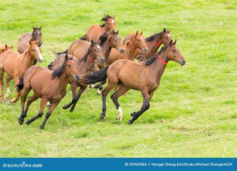 Horse herd running stock photo. Image of freedom, farm - 50963966