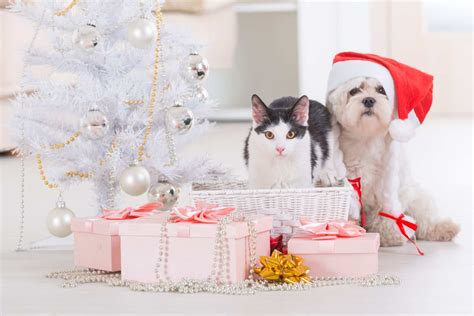 Great Gifts For Pet Owners And Their Pets - Betsi Hill Travel