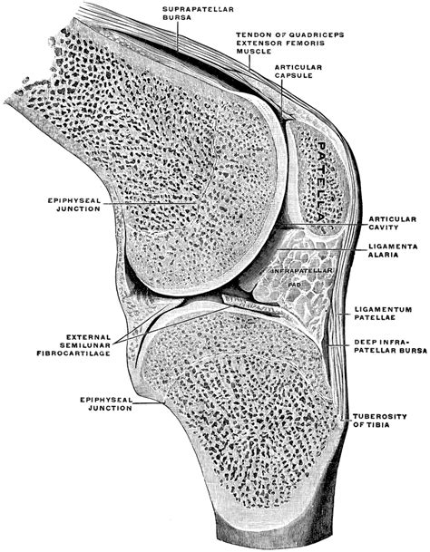 Sagittal Section Through Knee Joint | ClipArt ETC