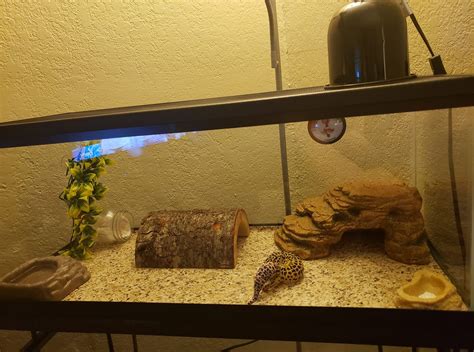 Leopard Gecko Terrarium Size - Glory Zeb