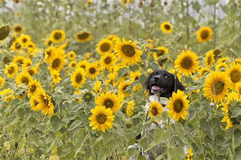 Sunflowers Dog Pet - Free photo on Pixabay - Pixabay