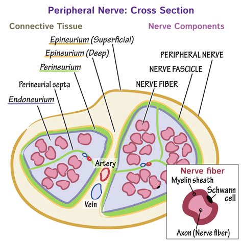 Histology Glossary: Peripheral Nerve Histology | Draw It to Know It