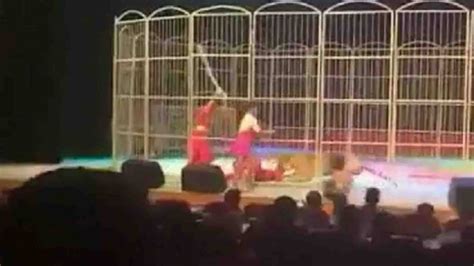 Circus tiger attacks trainer during show - CGTN