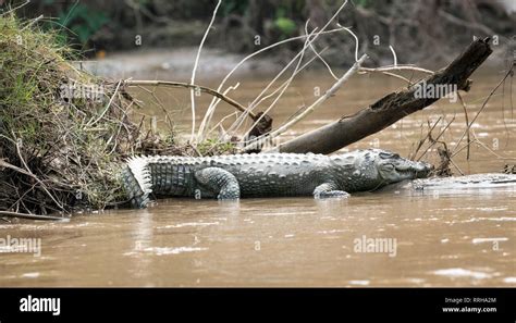 Mugger crocodile at Chitwan National Park in Nepal Stock Photo - Alamy