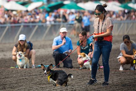 Photos: The first annual Corgi Races are here!!! | Seattle Refined