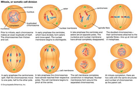 Heredity - Extranuclear DNA, Genes, Chromosomes | Britannica