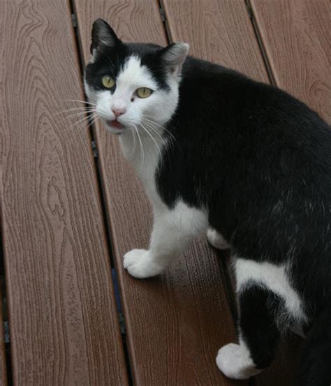 A Feral Cat Named Cow Keeps Falling in Love With My Dogs - Catster