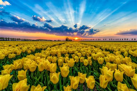 Download Sunbeam Yellow Flower Sunset Field Flower Nature Tulip HD Wallpaper