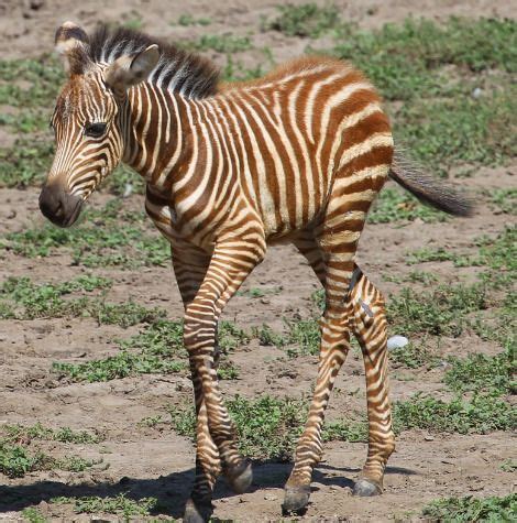 Adorable Baby Zebra with Growing Brown Stripes