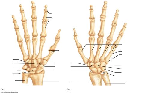 Hand Anatomy Diagram | Quizlet