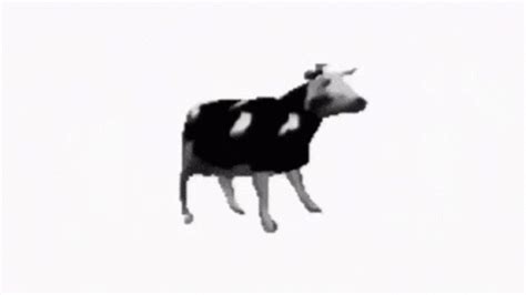 Polish Cow GIF - Polish Cow - Discover & Share GIFs