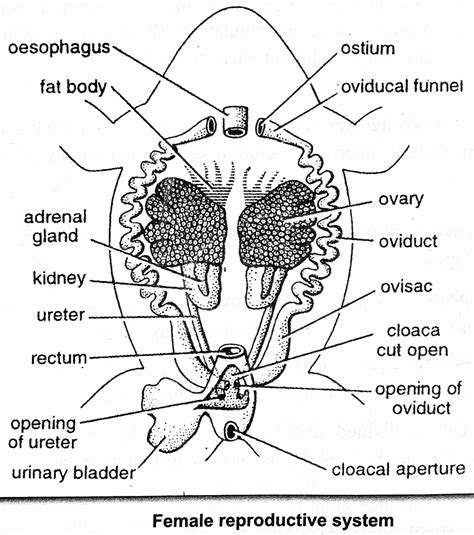 Diagram Of Frog Reproductive System