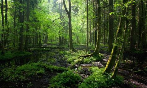 Much More Than Trees: Forests are Key to Sustainable Development – Food ...