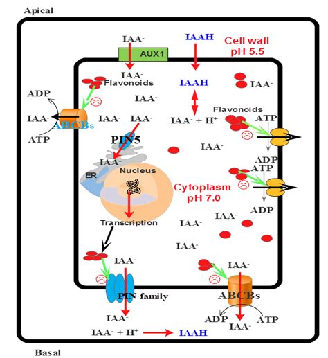 Prevention of auxin transport by PCs. | Download Scientific Diagram